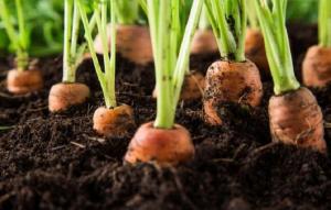 Fertilisation pour une carotte en Juin et Juillet