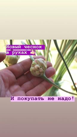 Flèches - pas d'ail supplémentaire sur un lit. Photo: blog.garlicfarm.ru