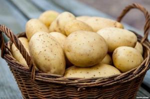 Comment et où vous ne pouvez pas stocker les pommes de terre