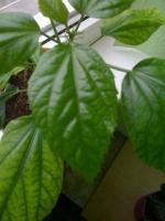 Pourquoi hibiscus jaunissent et tombent les feuilles et les bourgeons. Que faire pour le traitement?