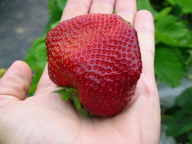 fraises grandes et savoureux - le résultat des soins appropriés! (