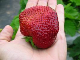 La seconde moitié de l'été - temps de planter des fraises et replantation pour une récolte abondante