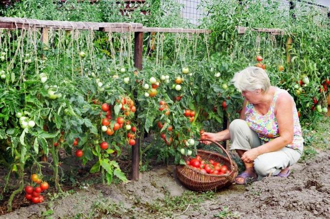 tomates à la récolte (de superdom.ua)