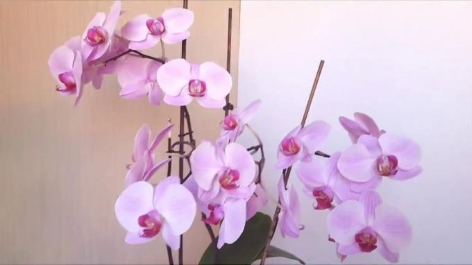 Pâle phalaenopsis rose framboise oeil