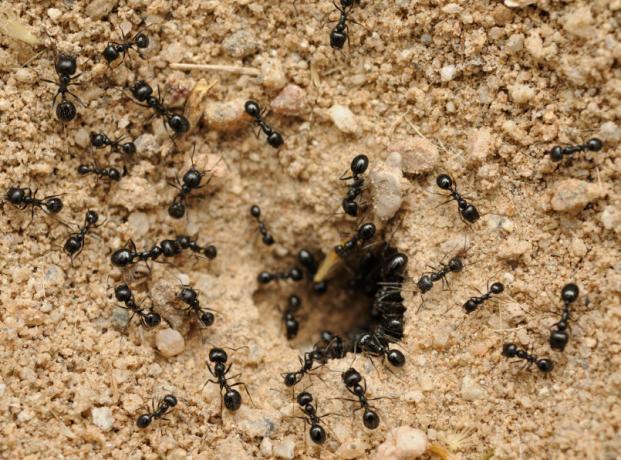 Se débarrasser des fourmis à l'aide de soude | Jardinage & Horticulture