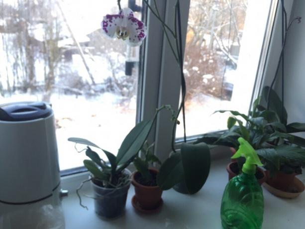 orchidée hydratant hiver