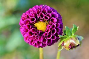 Comment enlever et dahlias magasin