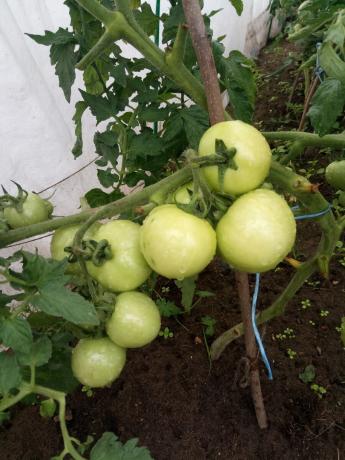 Si possible, il est préférable de couvrir les buissons de film tomates pendant les pluies incessantes.