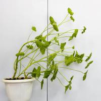 3 erreurs fréquentes et dangereuses en prenant soin des plantes d'hiver