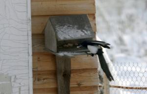 La vie des oiseaux dans le village en hiver