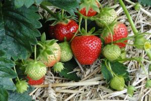 Comment prendre soin de fraises pendant fructification