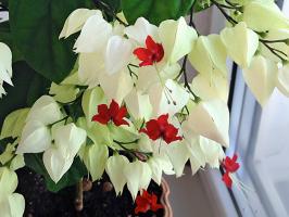 Le sort de l'arbre, ou comment faire pousser la maison Clerodendrum