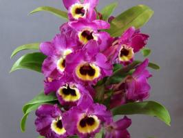 Dendrobium incroyable. Caractéristiques de la culture et de soins