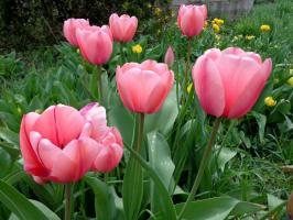 3 règles importantes pour la prise en charge des tulipes après la floraison