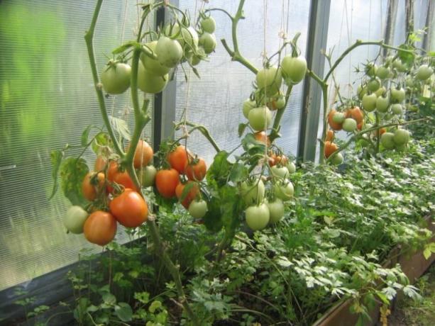 les tomates mûrissent dans la serre peut être accéléré! (Mojateplica.ru)
