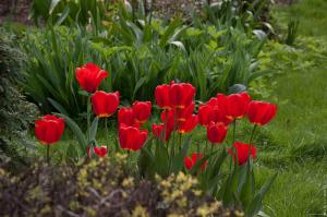 4 Conseil pour la floraison généreuse tulipes dans le jardin