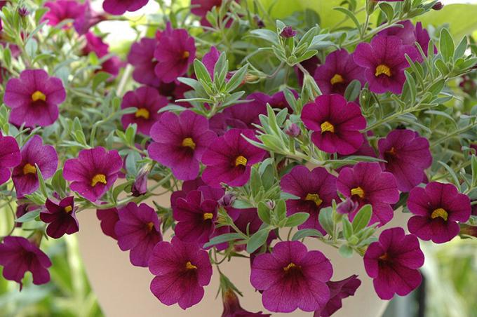 La variété des couleurs - il est sur le Calibrachoa. Photo: plants.barnnurserylandscape.com