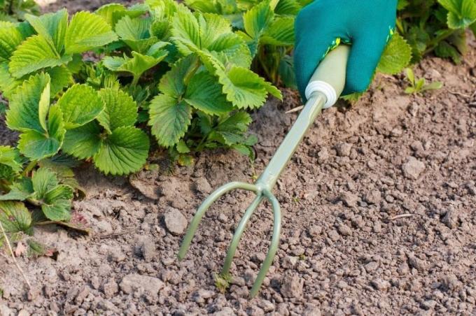 Assurez-vous que le sol proryhlit avant le paillage | Jardinage & Horticulture