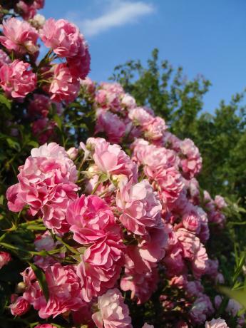 Une autre mon rosier grimpant. Photos de l'an dernier - la floraison de cette année n'a pas été si abondante.