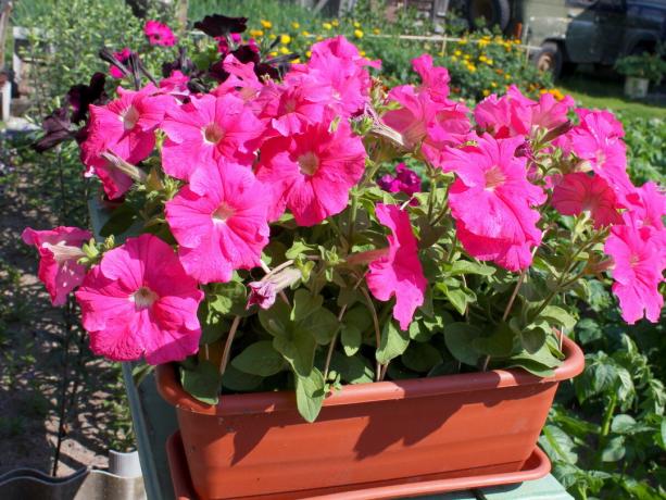 J'achète toujours des variétés hybrides de pétunias. fleurs Mark F1, ils sont plus grandes, la couleur - et très lumineux floraison - beaucoup plus longtemps!