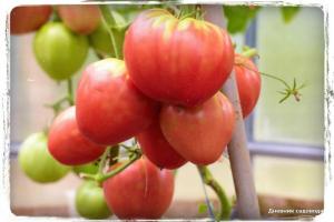 5 la plupart des variétés de tomates sucrées