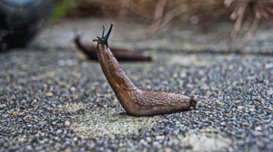 Une façon surprenante de se débarrasser des limaces dans le pays