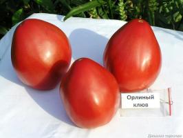 4 meilleures variétés de tomates pour serres et pleine terre. Top compilé par des experts.