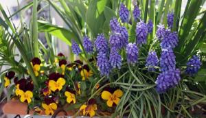 Fleurs bulbeuses sur le balcon - comment éviter les erreurs