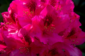 Rhododendrons. Soins et techniques agricoles