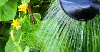 Concombres, étant des plantes tropicales comme l'humidité (dacha.help)