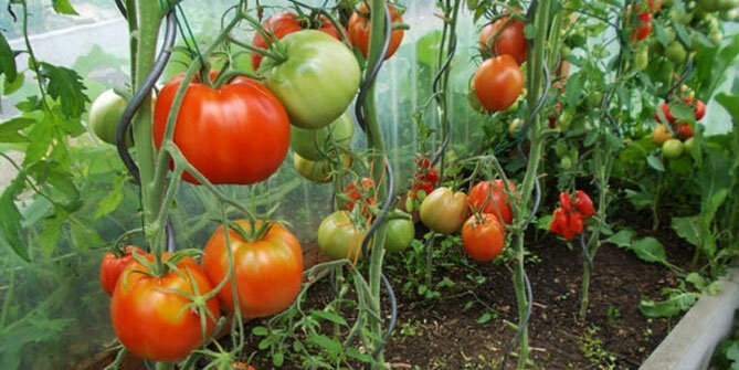variétés de tomates « coeur Bullish »