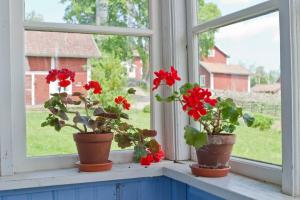 Pour une meilleure fenêtre pour mettre les géraniums, orchidées, violettes et Spathiphyllum
