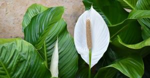 Comment prendre soin de Spathiphyllum dans la saison froide à fleur magnifique fleuri