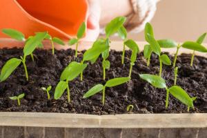 Comment faire pousser des plants de poivre sans choix. Pour les paresseux, comme je