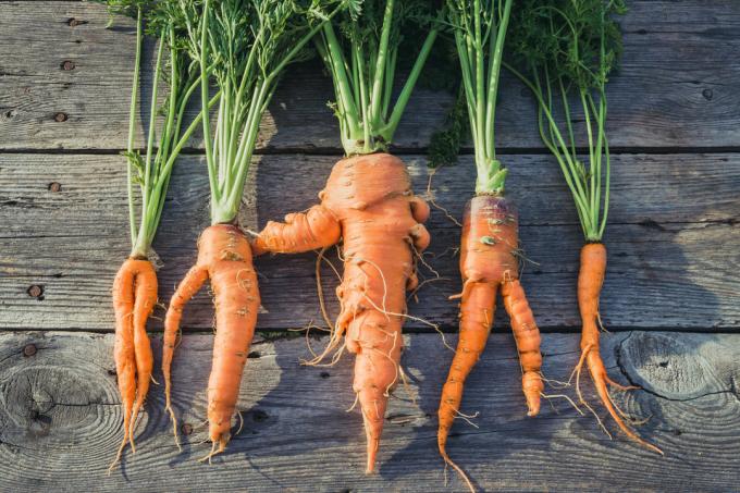 Pourquoi pousse la carotte courbe? | Jardinage & Horticulture