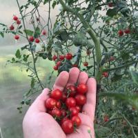 Cerise Pourquoi réfléchir avant de tomates de plantation? mouche dans la soupe