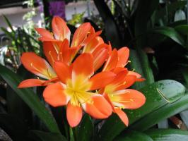 Pourquoi ne fleurit pas Clivia et comment résoudre le problème