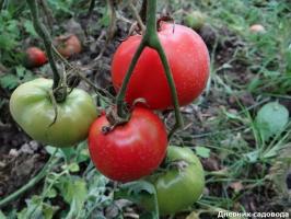 4 « paresseux » tomate variétés