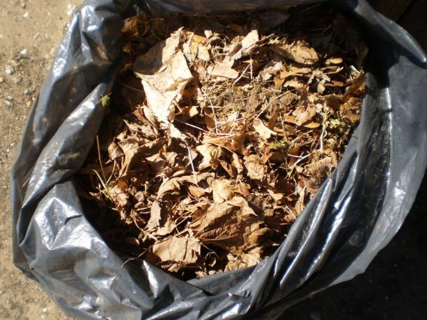 La litière de feuilles dans un sac poubelle pour le compostage