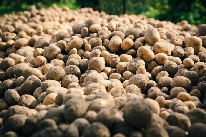 2 erreurs stupides de culture de pommes de terre | Jardinage & Horticulture