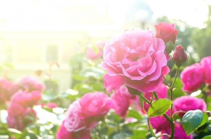 rose Blooming. Photos dans l'article - prises sur Internet.