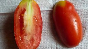 Pourquoi les tomates et blanc seredinka rigide.