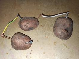 Électricité à partir de pommes de terre - mener une expérience simple