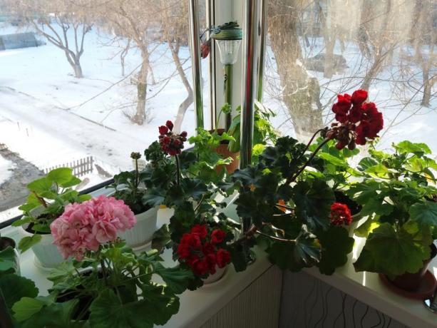 Si vos géraniums fleurissent en hiver, la « période de repos végétatif » il n'est pas nécessaire. Je crois que les plantes elles-mêmes savent mieux