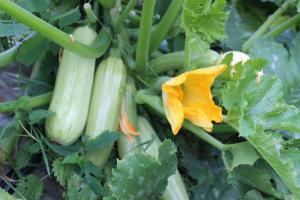 Engrais Wonder pour la courgette. Cultiver des légumes enregistrement sans problèmes