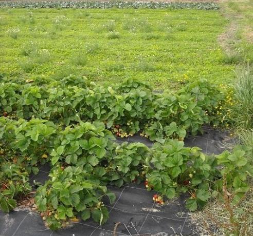 Demande spunbond lors de la croissance des fraises