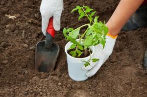 Comment correctement planter la tomate plants