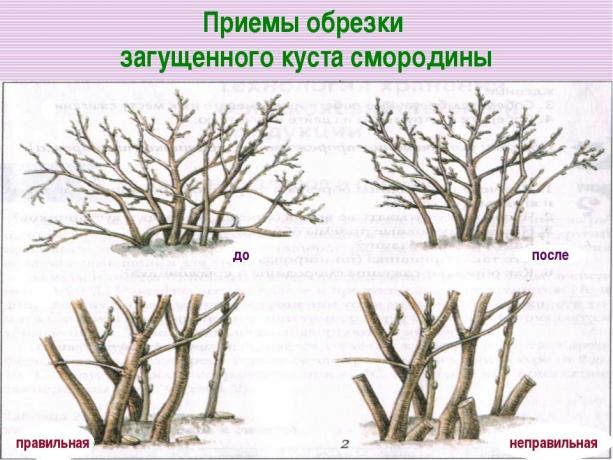 Coupez les vieilles branches à la racine! ( https://fs00.infourok.ru/images/doc/141/163702/img17.jpg)