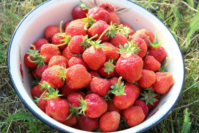 Ma récolte de fraises en 2019. photo de l'auteur