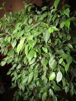 Ce qui veut Ficus benjamina? 5 conseils simples pour la couronne riche